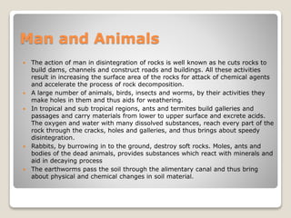 Man and Animals
 The action of man in disintegration of rocks is well known as he cuts rocks to
build dams, channels and construct roads and buildings. All these activities
result in increasing the surface area of the rocks for attack of chemical agents
and accelerate the process of rock decomposition.
 A large number of animals, birds, insects and worms, by their activities they
make holes in them and thus aids for weathering.
 In tropical and sub tropical regions, ants and termites build galleries and
passages and carry materials from lower to upper surface and excrete acids.
The oxygen and water with many dissolved substances, reach every part of the
rock through the cracks, holes and galleries, and thus brings about speedy
disintegration.
 Rabbits, by burrowing in to the ground, destroy soft rocks. Moles, ants and
bodies of the dead animals, provides substances which react with minerals and
aid in decaying process
 The earthworms pass the soil through the alimentary canal and thus bring
about physical and chemical changes in soil material.
 
