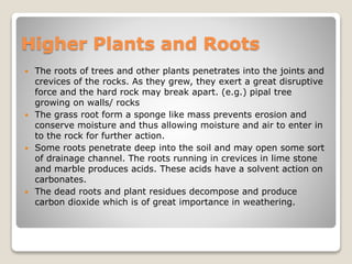 Higher Plants and Roots
 The roots of trees and other plants penetrates into the joints and
crevices of the rocks. As they grew, they exert a great disruptive
force and the hard rock may break apart. (e.g.) pipal tree
growing on walls/ rocks
 The grass root form a sponge like mass prevents erosion and
conserve moisture and thus allowing moisture and air to enter in
to the rock for further action.
 Some roots penetrate deep into the soil and may open some sort
of drainage channel. The roots running in crevices in lime stone
and marble produces acids. These acids have a solvent action on
carbonates.
 The dead roots and plant residues decompose and produce
carbon dioxide which is of great importance in weathering.
 