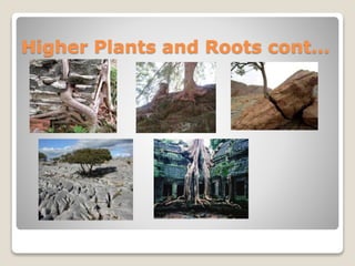 Higher Plants and Roots cont…
 