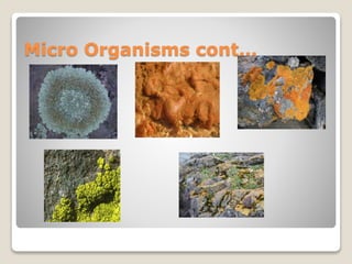 Micro Organisms cont…
 