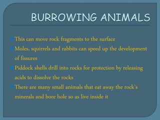 This can move rock fragments to the surface
Moles, squirrels and rabbits can speed up the development
of fissures
Piddock shells drill into rocks for protection by releasing
acids to dissolve the rocks
There are many small animals that eat away the rock’s
minerals and bore hole so as live inside it
 
