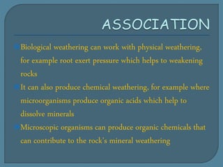 Biological weathering can work with physical weathering,
for example root exert pressure which helps to weakening
rocks
It can also produce chemical weathering, for example where
microorganisms produce organic acids which help to
dissolve minerals
Microscopic organisms can produce organic chemicals that
can contribute to the rock’s mineral weathering
 
