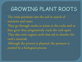 The roots penetrate into the soil in search of
nutrients and water
They go through cracks or joints in the rocks and as
they grow they progressively crack the rock apart
They also emit organic acids that aid to dissolve the
rock’s minerals
Although the process is physical, the pressure is
exerted by a biological process
 