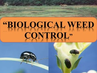 “BIOLOGICAL WEED
CONTROL”
 
