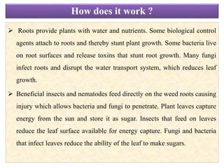  Roots provide plants with water and nutrients. Some biological control
agents attach to roots and thereby stunt plant growth. Some bacteria live
on root surfaces and release toxins that stunt root growth. Many fungi
infect roots and disrupt the water transport system, which reduces leaf
growth.
 Beneficial insects and nematodes feed directly on the weed roots causing
injury which allows bacteria and fungi to penetrate. Plant leaves capture
energy from the sun and store it as sugar. Insects that feed on leaves
reduce the leaf surface available for energy capture. Fungi and bacteria
that infect leaves reduce the ability of the leaf to make sugars.
How does it work ?
 