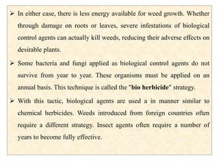  In either case, there is less energy available for weed growth. Whether
through damage on roots or leaves, severe infestations of biological
control agents can actually kill weeds, reducing their adverse effects on
desirable plants.
 Some bacteria and fungi applied as biological control agents do not
survive from year to year. These organisms must be applied on an
annual basis. This technique is called the "bio herbicide" strategy.
 With this tactic, biological agents are used a in manner similar to
chemical herbicides. Weeds introduced from foreign countries often
require a different strategy. Insect agents often require a number of
years to become fully effective.
 