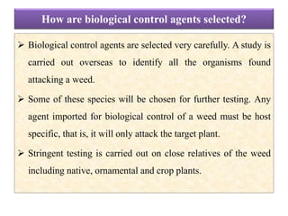 How are biological control agents selected?
 Biological control agents are selected very carefully. A study is
carried out overseas to identify all the organisms found
attacking a weed.
 Some of these species will be chosen for further testing. Any
agent imported for biological control of a weed must be host
specific, that is, it will only attack the target plant.
 Stringent testing is carried out on close relatives of the weed
including native, ornamental and crop plants.
 