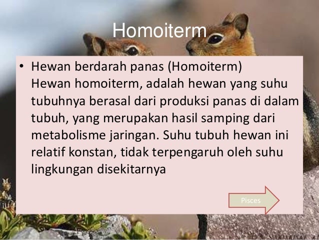 Biologi chordataa