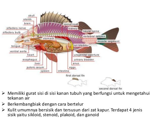 Biologi chordataa
