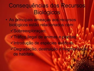 Consequências dos Recursos BiológicosAs principais ameaças aos recursos biológicos estão relacionados com:Sobreexploraçao;