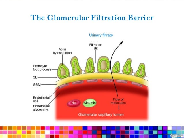 journal club biologics for proteinuric kidney disease 4 638
