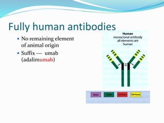 Fully human antibodies 
 No remaining element 
of animal origin 
 Suffix --- umab 
(adalimumab) 
 