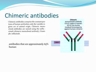 Chimeric antibodies 
antibodies that are approximately 65% 
human 
 