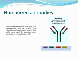 Humanized antibodies 
 