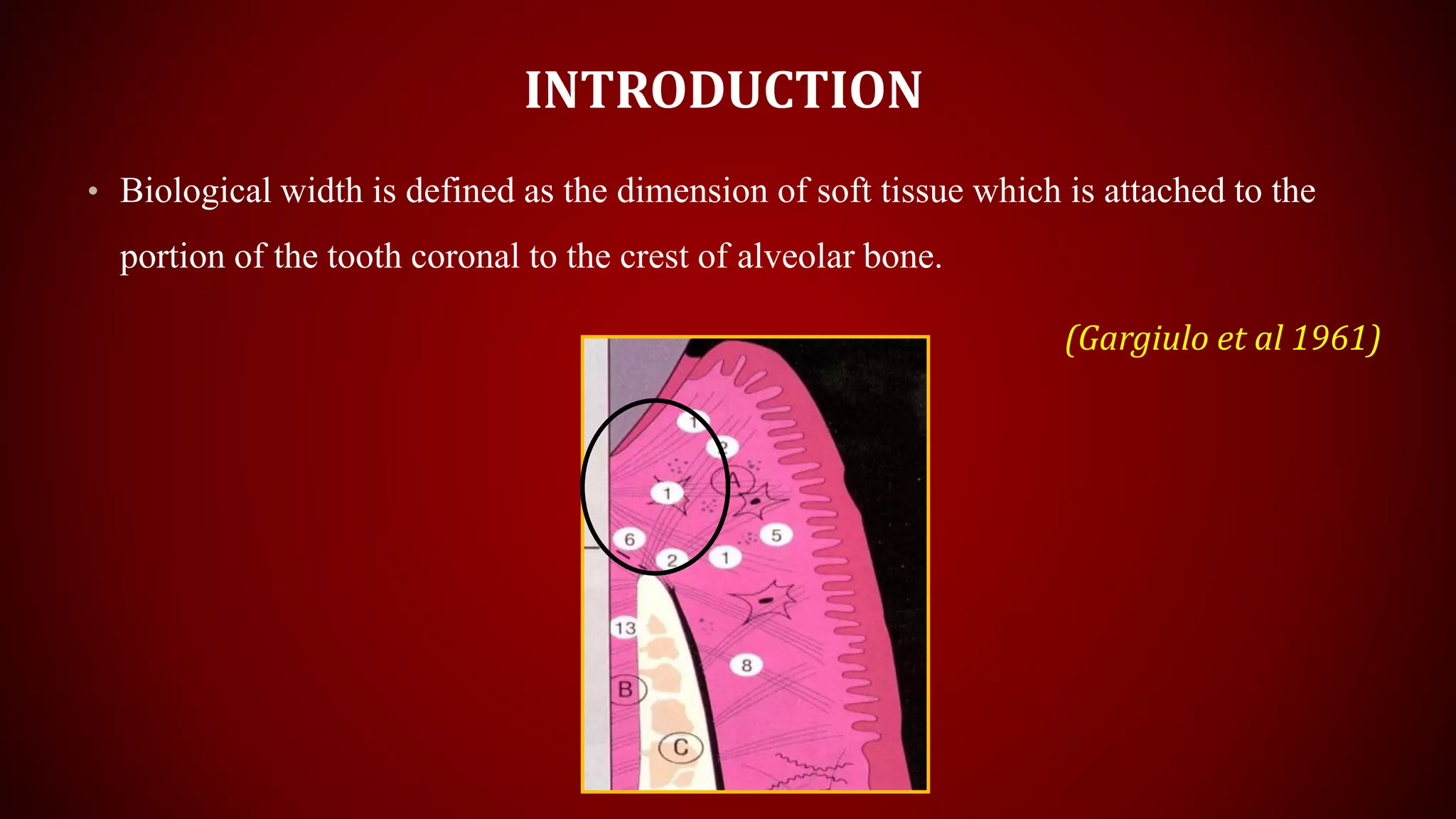 INTRODUCTION
• Biological width is defined as the dimension of soft tissue which is attached to the
portion of the tooth coronal to the crest of alveolar bone.
(Gargiulo et al 1961)
 