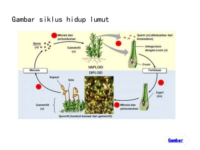 Biologi Dunia Tumbuhan Plantae