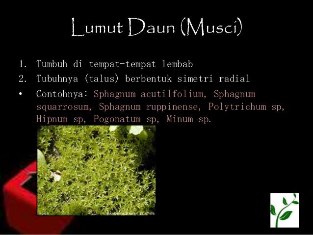 Biologi Dunia Tumbuhan Plantae