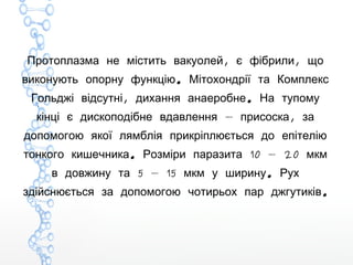 , ,Протоплазма не містить вакуолей є фібрили що
.виконують опорну функцію Мітохондрії та Комплекс
, .Гольджі відсутні дихання анаеробне На тупому
— ,кінці є дископодібне вдавлення присоска за
допомогою якої лямблія прикріплюється до епітелію
. 10 — 20тонкого кишечника Розміри паразита мкм
5 — 15 .в довжину та мкм у ширину Рух
.здійснюється за допомогою чотирьох пар джгутиків
 