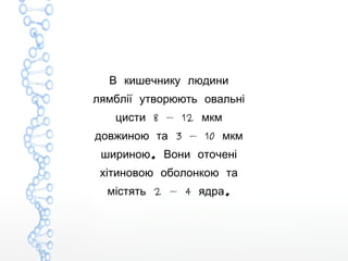 В кишечнику людини
лямблії утворюють овальні
8 — 12цисти мкм
3 — 10довжиною та мкм
.шириною Вони оточені
хітиновою оболонкою та
2 — 4 .містять ядра
 