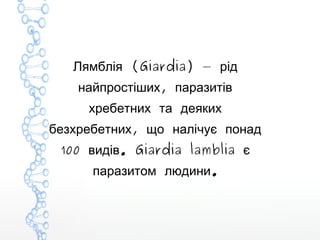 (Giardia) —Лямблія рід
,найпростіших паразитів
хребетних та деяких
,безхребетних що налічує понад
100 . Giardia lambliaвидів є
.паразитом людини
 