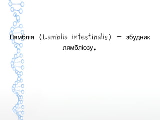 (Lamblia intestinalis) -Лямблія збудник
.лямбліозу
 