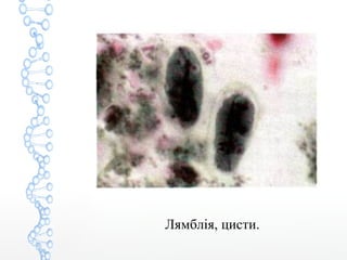 Лямблія, цисти.
 