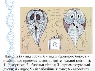 Лямблія (а - вид збоку; б - вид з черевного боку; в -
лямблія, що присмокталася до епітеліальної клітини):
1 - джгутики; 2 - базальн тільця; З - присмоктувальні
диски; 4 - ядро; 5 - параболічне тільце; 6 - аксостиль.
 