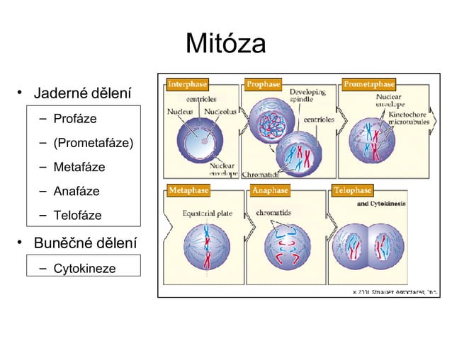 Metafaze Biologie pro bakaláře - Cytogenetika I | PPT