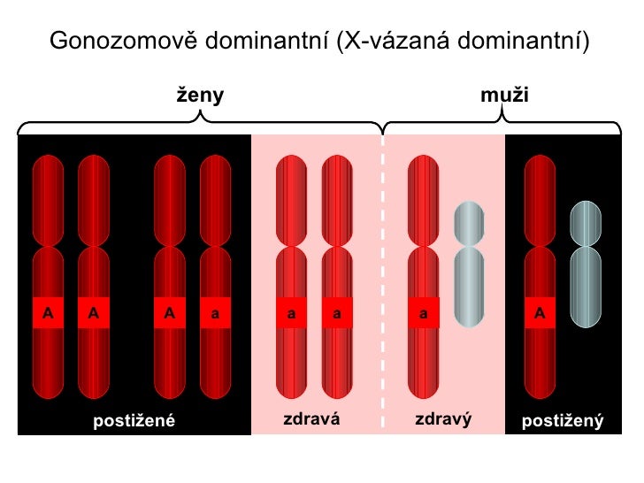 Biologie pro bakaláře - Praktikum 3
