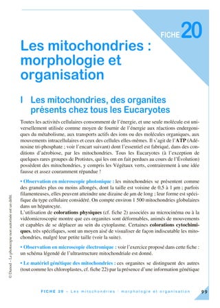 ©Dunod–Laphotocopienonautoriséeestundélit.
99F I C H E 2 0 – L e s m i t o c h o n d r i e s : m o r p h o l o g i e e t o r g a n i s a t i o n
FICHE
Les mitochondries :
morphologie et
organisation
I Les mitochondries, des organites
présents chez tous les Eucaryotes
Toutes les activités cellulaires consomment de l’énergie, et une seule molécule est uni-
versellement utilisée comme moyen de fournir de l’énergie aux réactions endergoni-
ques du métabolisme, aux transports actifs des ions ou des molécules organiques, aux
mouvements intracellulaires et ceux des cellules elles-mêmes. Il s’agit de l’ATP (Adé-
nosine tri-phosphate ; voir l’encart suivant) dont l’essentiel est fabriqué, dans des con-
ditions d’aérobiose, par les mitochondries. Tous les Eucaryotes (à l’exception de
quelques rares groupes de Protistes, qui les ont en fait perdues au cours de l’Évolution)
possèdent des mitochondries, y compris les Végétaux verts, contrairement à une idée
fausse et assez couramment répandue !
• Observation en microscopie photonique : les mitochondries se présentent comme
des granules plus ou moins allongés, dont la taille est voisine de 0,5 à 1 µm ; parfois
filamenteuses, elles peuvent atteindre une dizaine de µm de long ; leur forme est spéci-
fique du type cellulaire considéré. On compte environ 1 500 mitochondries globulaires
dans un hépatocyte.
L’utilisation de colorations physiques (cf. fiche 2) associées au microcinéma ou à la
vidéomicroscopie montre que ces organites sont déformables, animés de mouvements
et capables de se déplacer au sein du cytoplasme. Certaines colorations cytochimi-
ques, très spécifiques, sont un moyen aisé de visualiser de façon indiscutable les mito-
chondries, malgré leur petite taille (voir la suite).
• Observation en microscopie électronique : voir l’exercice proposé dans cette fiche :
un schéma légendé de l’ultrastructure mitochondriale est donné.
• Le matériel génétique des mitochondries : ces organites se distinguent des autres
(tout comme les chloroplastes, cf. fiche 22) par la présence d’une information génétique
20
 