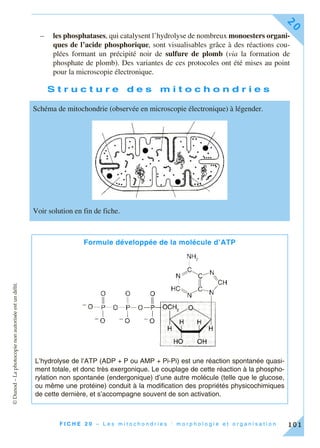 ©Dunod–Laphotocopienonautoriséeestundélit.
F I C H E 2 0 – L e s m i t o c h o n d r i e s : m o r p h o l o g i e e t o r g a n i s a t i o n
20
101
– les phosphatases, qui catalysent l’hydrolyse de nombreux monoesters organi-
ques de l’acide phosphorique, sont visualisables grâce à des réactions cou-
plées formant un précipité noir de sulfure de plomb (via la formation de
phosphate de plomb). Des variantes de ces protocoles ont été mises au point
pour la microscopie électronique.
S t r u c t u r e d e s m i t o c h o n d r i e s
Schéma de mitochondrie (observée en microscopie électronique) à légender.
Voir solution en fin de fiche.
Formule développée de la molécule d’ATP
L’hydrolyse de l’ATP (ADP + P ou AMP + Pi-Pi) est une réaction spontanée quasi-
ment totale, et donc très exergonique. Le couplage de cette réaction à la phospho-
rylation non spontanée (endergonique) d’une autre molécule (telle que le glucose,
ou même une protéine) conduit à la modification des propriétés physicochimiques
de cette dernière, et s’accompagne souvent de son activation.
 