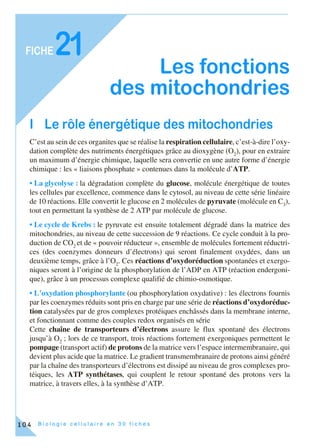 B i o l o g i e c e l l u l a i r e e n 3 0 f i c h e s
FICHE
104
21
Les fonctions
des mitochondries
I Le rôle énergétique des mitochondries
C’est au sein de ces organites que se réalise la respiration cellulaire, c’est-à-dire l’oxy-
dation complète des nutriments énergétiques grâce au dioxygène (O2
), pour en extraire
un maximum d’énergie chimique, laquelle sera convertie en une autre forme d’énergie
chimique : les « liaisons phosphate » contenues dans la molécule d’ATP.
• La glycolyse : la dégradation complète du glucose, molécule énergétique de toutes
les cellules par excellence, commence dans le cytosol, au niveau de cette série linéaire
de 10 réactions. Elle convertit le glucose en 2 molécules de pyruvate (molécule en C3
),
tout en permettant la synthèse de 2 ATP par molécule de glucose.
• Le cycle de Krebs : le pyruvate est ensuite totalement dégradé dans la matrice des
mitochondries, au niveau de cette succession de 9 réactions. Ce cycle conduit à la pro-
duction de CO2
et de « pouvoir réducteur », ensemble de molécules fortement réductri-
ces (des coenzymes donneurs d’électrons) qui seront finalement oxydées, dans un
deuxième temps, grâce à l’O2
. Ces réactions d’oxydoréduction spontanées et exergo-
niques seront à l’origine de la phosphorylation de l’ADP en ATP (réaction endergoni-
que), grâce à un processus complexe qualifié de chimio-osmotique.
• L’oxydation phosphorylante (ou phosphorylation oxydative) : les électrons fournis
par les coenzymes réduits sont pris en charge par une série de réactions d’oxydoréduc-
tion catalysées par de gros complexes protéiques enchâssés dans la membrane interne,
et fonctionnant comme des couples redox organisés en série
Cette chaîne de transporteurs d’électrons assure le flux spontané des électrons
jusqu’à O2
; lors de ce transport, trois réactions fortement exergoniques permettent le
pompage (transport actif) de protons de la matrice vers l’espace intermembranaire, qui
devient plus acide que la matrice. Le gradient transmembranaire de protons ainsi généré
par la chaîne des transporteurs d’électrons est dissipé au niveau de gros complexes pro-
téiques, les ATP synthétases, qui couplent le retour spontané des protons vers la
matrice, à travers elles, à la synthèse d’ATP.
 
