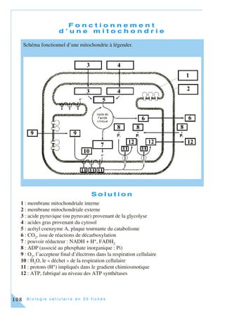 B i o l o g i e c e l l u l a i r e e n 3 0 f i c h e s108
F o n c t i o n n e m e n t
d ’ u n e m i t o c h o n d r i e
S o l u t i o n
1 : membrane mitochondriale interne
2 : membrane mitochondriale externe
3 : acide pyruvique (ou pyruvate) provenant de la glycolyse
4 : acides gras provenant du cytosol
5 : acétyl coenzyme A, plaque tournante du catabolisme
6 : CO2
, issu de réactions de décarboxylation
7 : pouvoir réducteur : NADH + H+, FADH2
8 : ADP (associé au phosphate inorganique : Pi)
9 : O2
, l’accepteur final d’électrons dans la respiration cellulaire
10 : H2
O, le « déchet » de la respiration cellulaire
11 : protons (H+) impliqués dans le gradient chimiosmotique
12 : ATP, fabriqué au niveau des ATP synthétases
Schéma fonctionnel d’une mitochondrie à légender.
 