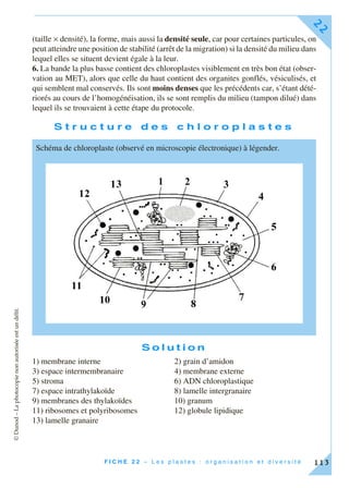 ©Dunod–Laphotocopienonautoriséeestundélit.
F I C H E 2 2 – L e s p l a s t e s : o r g a n i s a t i o n e t d i v e r s i t é
22
113
(taille × densité), la forme, mais aussi la densité seule, car pour certaines particules, on
peut atteindre une position de stabilité (arrêt de la migration) si la densité du milieu dans
lequel elles se situent devient égale à la leur.
6. La bande la plus basse contient des chloroplastes visiblement en très bon état (obser-
vation au MET), alors que celle du haut contient des organites gonflés, vésiculisés, et
qui semblent mal conservés. Ils sont moins denses que les précédents car, s’étant dété-
riorés au cours de l’homogénéisation, ils se sont remplis du milieu (tampon dilué) dans
lequel ils se trouvaient à cette étape du protocole.
S t r u c t u r e d e s c h l o r o p l a s t e s
S o l u t i o n
1) membrane interne 2) grain d’amidon
3) espace intermembranaire 4) membrane externe
5) stroma 6) ADN chloroplastique
7) espace intrathylakoïde 8) lamelle intergranaire
9) membranes des thylakoïdes 10) granum
11) ribosomes et polyribosomes 12) globule lipidique
13) lamelle granaire
Schéma de chloroplaste (observé en microscopie électronique) à légender.
 