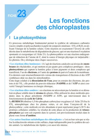 B i o l o g i e c e l l u l a i r e e n 3 0 f i c h e s
FICHE
114
23
Les fonctions
des chloroplastes
I La photosynthèse
Ce processus métabolique fondamental permet la synthèse de substances carbonées
(sucres simples et polysaccharides) à partir de composés minéraux : CO2
et H2
O, en uti-
lisant l’énergie de la lumière solaire. Cette réaction est exactement l’inverse de celle
décrite dans le métabolisme de dégradation du glucose, qui est une réaction d’oxydation
spontanée et exergonique (cf. fiche 21). La photosynthèse est une réaction endergoni-
que de réduction de l’atome de C, dont la source d’énergie physique est inépuisable :
les photons. On y distingue deux étapes successives.
• Les réactions dites lumineuses : il s’agit de réactions catalysées au niveau des mem-
branes des thylakoïdes, et qui mettent en jeu quatre gros complexes protéiques : deux
photosystèmes qui captent la lumière grâce à leurs pigments et deux complexes qui
transfèrent, l’un des électrons, et l’autre des protons de part et d’autre de la membrane.
Ces derniers sont structurellement très voisins des transporteurs d’électrons et des ATP
synthétases déjà vus dans les mitochondries.
Cette étape conduit à la dissociation de l’eau, pour en extraire des électrons, des pro-
tons et de l’O2
; elle produit du pouvoir réducteur (NADPH) et de l’ATP et ainsi con-
vertit l’énergie lumineuse en énergie chimique,
• Les réactions dites sombres : ces réactions ne nécessitent pas la lumière et se dérou-
lent en phase soluble dans le stroma des plastes. Elles utilisent les deux molécules pro-
duites dans la phase précédente (NADPH et ATP), qui interviennent dans le
fonctionnement du cycle de Calvin.
La RUBISCO (ribulose-1,5-bis-phosphate carboxylase-oxygénase (cf. fiche 25) fixe le
CO2
atmosphérique chez les plantes vertes, et est donc l’enzyme-clé de la
photosynthèse ; cette molécule est très abondante et peut représenter jusqu’à 20 % des
protéines cellulaires solubles. Le résultat de cette phase est la production de trioses-
phosphates qui sont soit exportés dans le cytosol, soit provisoirement stockés dans le
plaste sous forme d’amidon.
• Les autres fonctions métaboliques des chloroplastes : c’est en leur sein que se réa-
lise la réduction des nitrates et des sulfates, étape indispensable pour la synthèse des aci-
des aminés. Le métabolisme des lipides y est aussi très intense.
 