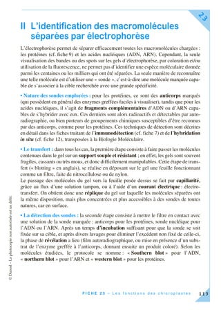©Dunod–Laphotocopienonautoriséeestundélit.
F I C H E 2 3 – L e s f o n c t i o n s d e s c h l o r o p l a s t e s
23
115
II L’identification des macromolécules
séparées par électrophorèse
L’électrophorèse permet de séparer efficacement toutes les macromolécules chargées :
les protéines (cf. fiche 9) et les acides nucléiques (ADN, ARN). Cependant, la seule
visualisation des bandes ou des spots sur les gels d’électrophorèse, par coloration et/ou
utilisation de la fluorescence, ne permet pas d’identifier une espèce moléculaire donnée
parmi les centaines ou les milliers qui ont été séparées. La seule manière de reconnaître
une telle molécule est d’utiliser une « sonde », c’est-à-dire une molécule marquée capa-
ble de s’associer à la cible recherchée avec une grande spécificité.
• Nature des sondes employées : pour les protéines, ce sont des anticorps marqués
(qui possèdent en général des enzymes greffées faciles à visualiser), tandis que pour les
acides nucléiques, il s’agit de fragments complémentaires d’ADN ou d’ARN capa-
bles de s’hybrider avec eux. Ces derniers sont alors radioactifs et détectables par auto-
radiographie, ou bien porteurs de groupements chimiques susceptibles d’être reconnus
par des anticorps, comme pour les protéines. Ces techniques de détection sont décrites
en détail dans les fiches traitant de l’immunodétection (cf. fiche 7) et de l’hybridation
in situ (cf. fiche 12), transposées à la Biologie Moléculaire.
• Le transfert : dans tous les cas, la première étape consiste à faire passer les molécules
contenues dans le gel sur un support souple et résistant ; en effet, les gels sont souvent
fragiles, cassants ou très mous, et donc difficilement manipulables. Cette étape de trans-
fert (« blotting » en anglais), se réalise en déposant sur le gel une feuille fonctionnant
comme un filtre, faite de nitrocellulose ou de nylon.
Le passage des molécules du gel vers la feuille posée dessus se fait par capillarité,
grâce au flux d’une solution tampon, ou à l’aide d’un courant électrique : électro-
transfert. On obtient donc une réplique du gel sur laquelle les molécules séparées ont
la même disposition, mais plus concentrées et plus accessibles à des sondes de toutes
natures, car en surface.
• La détection des sondes : la seconde étape consiste à mettre le filtre en contact avec
une solution de la sonde marquée : anticorps pour les protéines, sonde nucléique pour
l’ADN ou l’ARN. Après un temps d’incubation suffisant pour que la sonde se soit
fixée sur sa cible, et après divers lavages pour éliminer l’excédent non fixé de celle-ci,
la phase de révélation a lieu (film autoradiographique, ou mise en présence d’un subs-
trat de l’enzyme greffée à l’anticorps, donnant ensuite un produit coloré). Selon les
molécules étudiées, le protocole se nomme : « Southern blot » pour l’ADN,
« northern blot » pour l’ARN et « western blot » pour les protéines.
 