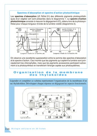 B i o l o g i e c e l l u l a i r e e n 3 0 f i c h e s116
O r g a n i s a t i o n d e l a m e m b r a n e
d e s t h y l a k o ï d e s
Spectres d’absorption et spectre d’action photochimique
Les spectres d’absorption (cf. fiche 21) des différents pigments photosynthéti-
ques d’un végétal vert sont présentés dans le diagramme 1. Le spectre d’action
photochimique consiste à mesurer le dégagement d’O2
obtenu lors de la photosyn-
thèse pour chaque longueur d’onde de la lumière visible (diagramme 2).
On observe une excellente superposition entre la somme des spectres d’absorption
et le spectre d’action. Ceci montre que les pigments qui captent la lumière sont prin-
cipalement les chlorophylles, mais que les pigments accessoires participent active-
ment à la photosynthèse en transférant l’énergie captée aux photosystèmes.
Légender et compléter ce schéma représentant l’organisation de la membrane d’un
sac thylakoïdien. Développer chaque réponse en dégageant les aspects fonctionnels.
 