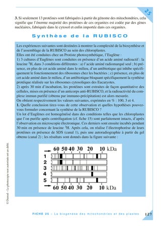 ©Dunod–Laphotocopienonautoriséeestundélit.
F I C H E 2 5 – L a b i o g e n è s e d e s m i t o c h o n d r i e s e t d e s p l a s t e s
25
127
3. Si seulement 13 protéines sont fabriquées à partir du génome des mitochondries, cela
signifie que l’énorme majorité des protéines de ces organites est codée par des gènes
nucléaires, fabriquée dans le cytosol et enfin importée dans ces organites.
S y n t h è s e d e l a R U B I S C O
Les expériences suivantes sont destinées à montrer la complexité de la biosynthèse et
de l’assemblage de la RUBISCO au sein des chloroplastes.
Elles ont été conduites chez un Protiste photosynthétique, l’Euglène :
1) 3 cultures d’Euglènes sont conduites en présence d’un acide aminé radioactif : la
leucine 3H, dans 3 conditions différentes : a) l’acide aminé radiomarqué seul ; b) pré-
sence, en plus de cet acide aminé dans le milieu, d’un antibiotique qui inhibe spécifi-
quement le fonctionnement des ribosomes chez les bactéries ; c) présence, en plus de
cet acide aminé dans le milieu, d’un antibiotique bloquant spécifiquement la synthèse
protéique réalisée sur les ribosomes cytosoliques des Eucaryotes.
2) après 30 min d’incubation, les protéines sont extraites de façon quantitative des
cellules, mises en présence d’un anticorps anti-RUBISCO, et la radioactivité du com-
plexe immun purifié (obtenu par immuno-précipitation) est alors mesurée.
On obtient respectivement les valeurs suivantes, exprimées en % : 100, 3 et 4.
1. Quelle conclusion tirez-vous de cette observation et quelles hypothèses pouvez-
vous formuler concernant la synthèse de la RUBISCO ?
Un lot d’Euglènes est homogénéisé dans des conditions telles que les chloroplastes
que l’on purifie après centrifugation (cf. fiche 15) sont parfaitement intacts, d’après
l’observation en microscopie électronique. Ces derniers sont ensuite incubés pendant
30 min en présence de leucine 3H. Après cela, on réalise l’électrophorèse de leurs
protéines en présence de SDS (canal 1), puis une autoradiographie à partir du gel
obtenu (canal 2) ; les résultats sont donnés dans la figure suivante :
 