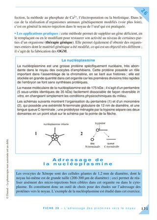 ©Dunod–Laphotocopienonautoriséeestundélit.
F I C H E 2 6 – L ’ a d r e s s a g e d e s p r o t é i n e s v e r s l e n o y a u
26
131
fection, la méthode au phosphate de Ca2+, l’électroporation ou la biolistique. Dans le
cas de la réalisation d’organismes animaux génétiquement modifiés (voir plus loin),
c’est en général la micro-injection dans le noyau de l’œuf qui est pratiquée.
• Les applications pratiques : cette méthode permet de suppléer un gène déficient, en
le remplaçant ou en le modifiant pour restaurer son activité au niveau de certaines par-
ties d’un organisme (thérapie génique). Elle permet également d’obtenir des organis-
mes entiers dont le matériel génétique a été modifié, ce qui est un objectif très différent ;
il s’agit de la fabrication des OGM.
A d r e s s a g e d e
l a n u c l é o p l a s m i n e
La nucléoplasmine
La nucléoplasmine est une grosse protéine spécifiquement nucléaire, très abon-
dante dans le noyau des ovocytes d’amphibiens. Cette protéine possède un rôle
important dans l’assemblage de la chromatine, en se liant aux histones ; elle est
stockée en grande quantité dans cet organite car les premières divisions très rapides
de l’embryon se font sans synthèses protéiques.
La masse moléculaire de la nucléoplasmine est de 175 kDa ; il s’agit d’un pentamère
(5 sous-unités identiques de 35 kDa) facilement dissociable de façon réversible in
vitro, en changeant simplement les conditions physicochimiques du milieu.
Les schémas suivants montrent l’organisation du pentamère (1) et d’un monomère
(2), qui possède une extrémité N-terminale globulaire de 12 nm de diamètre, et une
longue queue C-terminale ; une protéolyse ménagée par la trypsine sépare ces deux
domaines en un point situé sur le schéma par la pointe de la flèche.
Les ovocytes de Xénope sont des cellules géantes de 1,2 mm de diamètre, dont le
noyau lui-même est de grande taille (200-300 µm de diamètre) ; ceci permet de réa-
liser aisément des micro-injections bien ciblées dans cet organite ou dans le cyto-
plasme. Ils constituent donc un outil de choix pour des études sur l’adressage des
protéines vers le noyau. L’exemple de la nucléoplasmine est étudié dans cet exercice.
 