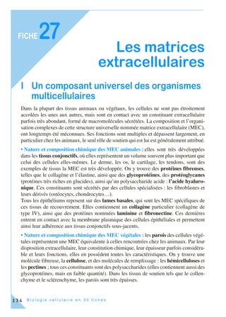B i o l o g i e c e l l u l a i r e e n 3 0 f i c h e s
FICHE
134
27
Les matrices
extracellulaires
I Un composant universel des organismes
multicellulaires
Dans la plupart des tissus animaux ou végétaux, les cellules ne sont pas étroitement
accolées les unes aux autres, mais sont en contact avec un constituant extracellulaire
parfois très abondant, formé de macromolécules sécrétées. La composition et l’organi-
sation complexes de cette structure universelle nommée matrice extracellulaire (MEC),
ont longtemps été méconnues. Ses fonctions sont multiples et dépassent largement, en
particulier chez les animaux, le seul rôle de soutien qui est lui est généralement attribué.
• Nature et composition chimique des MEC animales : elles sont très développées
dans les tissus conjonctifs, où elles représentent un volume souvent plus important que
celui des cellules elles-mêmes. Le derme, les os, le cartilage, les tendons, sont des
exemples de tissus la MEC est très développée. On y trouve des protéines fibreuses,
telles que le collagène et l’élastine, ainsi que des glycoprotéines, des protéoglycanes
(protéines très riches en glucides), ainsi qu’un polysaccharide acide : l’acide hyaluro-
nique. Ces constituants sont sécrétés par des cellules spécialisées : les fibroblastes et
leurs dérivés (ostéocytes, chondrocytes…).
Tous les épithéliums reposent sur des lames basales, qui sont les MEC spécifiques de
ces tissus de recouvrement. Elles contiennent un collagène particulier (collagène de
type IV), ainsi que des protéines nommées laminine et fibronectine. Ces dernières
entrent en contact avec la membrane plasmique des cellules épithéliales et permettent
ainsi leur adhérence aux tissus conjonctifs sous-jacents.
• Nature et composition chimique des MEC végétales : les parois des cellules végé-
tales représentent une MEC équivalente à celles rencontrées chez les animaux. Par leur
disposition extracellulaire, leur constitution chimique, leur épaisseur parfois considéra-
ble et leurs fonctions, elles en possèdent toutes les caractéristiques. On y trouve une
molécule fibreuse, la cellulose, et des molécules de remplissage : les hémicelluloses et
les pectines ; tous ces constituants sont des polysaccharides (elles contiennent aussi des
glycoprotéines, mais en faible quantité). Dans les tissus de soutien tels que le collen-
chyme et le sclérenchyme, les parois sont très épaisses.
 