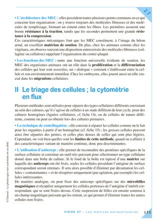©Dunod–Laphotocopienonautoriséeestundélit.
F I C H E 2 7 – L e s m a t r i c e s e x t r a c e l l u l a i r e s
27
135
• L’architecture des MEC : elles possèdent toutes plusieurs points communs en ce qui
concerne leur organisation : on y trouve toujours des molécules fibreuses et des molé-
cules de remplissage, formant un ciment entre les fibres. Les premières assurent une
bonne résistance à la traction, tandis que les secondes permettent une grande résis-
tance à la compression.
Ces caractéristiques mécaniques font que les MEC constituent, à l’image du béton
armé, un excellent matériau de soutien. De plus, chez les animaux comme chez les
végétaux, on observe souvent une disposition entrecroisée des molécules fibreuses (col-
lagène ou cellulose) rappelant l’organisation du contre-plaqué.
• Les fonctions des MEC : outre une fonction universelle évidente de soutien, les
MEC des organismes animaux ont un rôle dans la prolifération et la différenciation
des cellules qui leur sont associées, un « dialogue » constant s’établissant entre la cel-
lule et son environnement immédiat. Chez les embryons, elles jouent aussi un rôle cru-
cial dans les migrations cellulaires.
II Le triage des cellules ; la cytométrie
en flux
Plusieurs méthodes sont utilisées pour séparer des types cellulaires différents coexistant
au sein des cultures, qu’il s’agisse de cellules à un stade différent de leur cycle, pour des
cultures homogènes (lignées cellulaires, cf. fiche 14), ou de cellules de nature diffé-
rente, comme on peut en obtenir lors des cultures primaires.
• La technique de centrifugation : elle consiste à séparer les cellules comme on le fait
pour les organites à partir d’un homogénat (cf. fiche 15) ; les grosses cellules peuvent
ainsi être séparées des petites, et celles plus denses de celles qui sont plus légères.
Cependant, on voit bien quelles sont les limites de cette méthode, quand on a affaire à
des caractéristiques variant de manière continue, donc peu discriminantes.
• L’utilisation d’anticorps : elle permet de reconnaître des protéines spécifiques de la
surface cellulaire et constitue un outil très puissant pour sélectionner un type cellulaire
donné dans une boîte de culture. Si le fond de la boîte est tapissé d’une matrice sur
laquelle des anticorps ont été fixés, seules les cellules possédant l’antigène de surface
correspondant seront retenues. Il sera alors possible d’éliminer par décantation les cel-
lules « contaminantes » et de récupérer uniquement (par agitation, par exemple) les cel-
lules intéressantes.
De manière analogue, on peut fixer des anticorps spécifiques sur des microbilles
magnétiques et récupérer uniquement les cellules porteuses de l’antigène d’intérêt cor-
respondant, qui se sont fixées dessus. Cette suspension de billes est ensuite soumise à
un champ magnétique puissant qui les retient, ce qui permet d’éliminer toutes les autres
cellules non fixées.
 