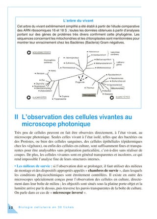 B i o l o g i e c e l l u l a i r e e n 3 0 f i c h e s10
II L’observation des cellules vivantes au
microscope photonique
Très peu de cellules peuvent en fait être observées directement, à l’état vivant, au
microscope photonique. Seules celles vivant à l’état isolé, telles que des bactéries ou
des Protistes, ou bien des cellules sanguines, des cellules épithéliales (épidermiques
chez les végétaux), ou enfin des cellules en culture, sont suffisamment fines et transpa-
rentes pour être analysables sans préparation particulière, c’est-à-dire sans réaliser de
coupes. De plus, les cellules vivantes sont en général transparentes et incolores, ce qui
rend impossible l’analyse fine de leurs structures internes.
• Les milieux de survie : si l’observation doit se prolonger, il faut utiliser des milieux
de montage et des dispositifs appropriés appelés « chambres de survie », dans lesquels
les conditions physicochimiques sont étroitement contrôlées. Il existe en outre des
microscopes spécialement conçus pour l’observation des cellules en culture, directe-
ment dans leur boîte de milieu ; les objectifs sont situés sous la platine porte-objet et la
lumière arrive par le dessus, puis traverse les parois transparentes de la boîte de culture.
On parle dans ce cas de « microscope inversé ».
L’arbre du vivant
Cet arbre du vivant extrêmement simplifié a été établi à partir de l’étude comparative
des ARN ribosomiques 16 et 18 S ; toutes les données obtenues à partir d’analyses
portant sur des gènes de protéines très divers confirment cette phylogénie. Les
séquences concernant les mitochondries et les chloroplastes sont mentionnées pour
montrer leur enracinement chez les Bactéries (Bacteria) Gram négatives.
 