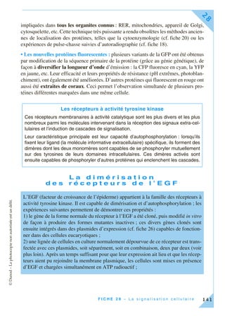 ©Dunod–Laphotocopienonautoriséeestundélit.
F I C H E 2 8 – L a s i g n a l i s a t i o n c e l l u l a i r e
28
141
impliquées dans tous les organites connus : RER, mitochondries, appareil de Golgi,
cytosquelette, etc. Cette technique très puissante a rendu obsolètes les méthodes ancien-
nes de localisation des protéines, telles que la cytoenzymologie (cf. fiche 20) ou les
expériences de pulse-chasse suivies d’autoradiographie (cf. fiche 18).
• Les nouvelles protéines fluorescentes : plusieurs variants de la GFP ont été obtenus
par modification de la séquence primaire de la protéine (grâce au génie génétique), de
façon à diversifier la longueur d’onde d’émission : la CFP fluoresce en cyan, la YFP
en jaune, etc. Leur efficacité et leurs propriétés de résistance (pH extrêmes, photoblan-
chiment), ont également été améliorées. D’autres protéines qui fluorescent en rouge ont
aussi été extraites de coraux. Ceci permet l’observation simultanée de plusieurs pro-
téines différentes marquées dans une même cellule.
L a d i m é r i s a t i o n
d e s r é c e p t e u r s d e l ’ E G F
Les récepteurs à activité tyrosine kinase
Ces récepteurs membranaires à activité catalytique sont les plus divers et les plus
nombreux parmi les molécules intervenant dans la réception des signaux extra-cel-
lulaires et l’induction de cascades de signalisation.
Leur caractéristique principale est leur capacité d’autophosphorylation : lorsqu’ils
fixent leur ligand (la molécule informative extracellulaire) spécifique, ils forment des
dimères dont les deux monomères sont capables de se phosphoryler mutuellement
sur des tyrosines de leurs domaines intracellulaires. Ces dimères activés sont
ensuite capables de phosphoryler d’autres protéines qui enclenchent les cascades.
L’EGF (facteur de croissance de l’épiderme) appartient à la famille des récepteurs à
activité tyrosine kinase. Il est capable de dimérisation et d’autophosphorylation ; les
expériences suivantes permettent de démontrer ces propriétés :
1) le gène de la forme normale du récepteur à l’EGF a été cloné, puis modifié in vitro
de façon à produire des formes mutantes inactives ; ces divers gènes clonés sont
ensuite intégrés dans des plasmides d’expression (cf. fiche 26) capables de fonction-
ner dans des cellules eucaryotiques ;
2) une lignée de cellules en culture normalement dépourvue de ce récepteur est trans-
fectée avec ces plasmides, soit séparément, soit en combinaison, deux par deux (voir
plus loin). Après un temps suffisant pour que leur expression ait lieu et que les récep-
teurs aient pu rejoindre la membrane plasmique, les cellules sont mises en présence
d’EGF et chargées simultanément en ATP radioactif ;
 