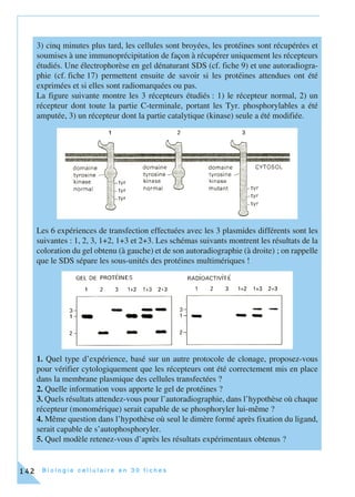 B i o l o g i e c e l l u l a i r e e n 3 0 f i c h e s142
3) cinq minutes plus tard, les cellules sont broyées, les protéines sont récupérées et
soumises à une immunoprécipitation de façon à récupérer uniquement les récepteurs
étudiés. Une électrophorèse en gel dénaturant SDS (cf. fiche 9) et une autoradiogra-
phie (cf. fiche 17) permettent ensuite de savoir si les protéines attendues ont été
exprimées et si elles sont radiomarquées ou pas.
La figure suivante montre les 3 récepteurs étudiés : 1) le récepteur normal, 2) un
récepteur dont toute la partie C-terminale, portant les Tyr. phosphorylables a été
amputée, 3) un récepteur dont la partie catalytique (kinase) seule a été modifiée.
Les 6 expériences de transfection effectuées avec les 3 plasmides différents sont les
suivantes : 1, 2, 3, 1+2, 1+3 et 2+3. Les schémas suivants montrent les résultats de la
coloration du gel obtenu (à gauche) et de son autoradiographie (à droite) ; on rappelle
que le SDS sépare les sous-unités des protéines multimériques !
1. Quel type d’expérience, basé sur un autre protocole de clonage, proposez-vous
pour vérifier cytologiquement que les récepteurs ont été correctement mis en place
dans la membrane plasmique des cellules transfectées ?
2. Quelle information vous apporte le gel de protéines ?
3. Quels résultats attendez-vous pour l’autoradiographie, dans l’hypothèse où chaque
récepteur (monomérique) serait capable de se phosphoryler lui-même ?
4. Même question dans l’hypothèse où seul le dimère formé après fixation du ligand,
serait capable de s’autophosphoryler.
5. Quel modèle retenez-vous d’après les résultats expérimentaux obtenus ?
 