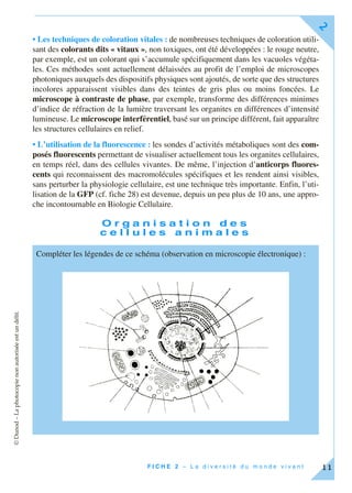 ©Dunod–Laphotocopienonautoriséeestundélit.
F I C H E 2 – L a d i v e r s i t é d u m o n d e v i v a n t
2
11
• Les techniques de coloration vitales : de nombreuses techniques de coloration utili-
sant des colorants dits « vitaux », non toxiques, ont été développées : le rouge neutre,
par exemple, est un colorant qui s’accumule spécifiquement dans les vacuoles végéta-
les. Ces méthodes sont actuellement délaissées au profit de l’emploi de microscopes
photoniques auxquels des dispositifs physiques sont ajoutés, de sorte que des structures
incolores apparaissent visibles dans des teintes de gris plus ou moins foncées. Le
microscope à contraste de phase, par exemple, transforme des différences minimes
d’indice de réfraction de la lumière traversant les organites en différences d’intensité
lumineuse. Le microscope interférentiel, basé sur un principe différent, fait apparaître
les structures cellulaires en relief.
• L’utilisation de la fluorescence : les sondes d’activités métaboliques sont des com-
posés fluorescents permettant de visualiser actuellement tous les organites cellulaires,
en temps réel, dans des cellules vivantes. De même, l’injection d’anticorps fluores-
cents qui reconnaissent des macromolécules spécifiques et les rendent ainsi visibles,
sans perturber la physiologie cellulaire, est une technique très importante. Enfin, l’uti-
lisation de la GFP (cf. fiche 28) est devenue, depuis un peu plus de 10 ans, une appro-
che incontournable en Biologie Cellulaire.
O r g a n i s a t i o n d e s
c e l l u l e s a n i m a l e s
Compléter les légendes de ce schéma (observation en microscopie électronique) :
 