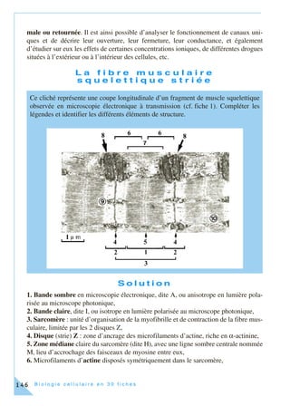 B i o l o g i e c e l l u l a i r e e n 3 0 f i c h e s146
male ou retournée. Il est ainsi possible d’analyser le fonctionnement de canaux uni-
ques et de décrire leur ouverture, leur fermeture, leur conductance, et également
d’étudier sur eux les effets de certaines concentrations ioniques, de différentes drogues
situées à l’extérieur ou à l’intérieur des cellules, etc.
L a f i b r e m u s c u l a i r e
s q u e l e t t i q u e s t r i é e
S o l u t i o n
1. Bande sombre en microscopie électronique, dite A, ou anisotrope en lumière pola-
risée au microscope photonique,
2. Bande claire, dite I, ou isotrope en lumière polarisée au microscope photonique,
3. Sarcomère : unité d’organisation de la myofibrille et de contraction de la fibre mus-
culaire, limitée par les 2 disques Z,
4. Disque (strie) Z : zone d’ancrage des microfilaments d’actine, riche en α-actinine,
5. Zone médiane claire du sarcomère (dite H), avec une ligne sombre centrale nommée
M, lieu d’accrochage des faisceaux de myosine entre eux,
6. Microfilaments d’actine disposés symétriquement dans le sarcomère,
Ce cliché représente une coupe longitudinale d’un fragment de muscle squelettique
observée en microscopie électronique à transmission (cf. fiche 1). Compléter les
légendes et identifier les différents éléments de structure.
 