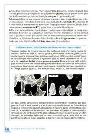 B i o l o g i e c e l l u l a i r e e n 3 0 f i c h e s148
2. Ces deux composés sont des réserves énergétiques que les cellules stockent dans
leur cytoplasme : le glycogène est un polymère de glucose, tandis que les acides gras
des lipides servent à produire de l’acétyl-coenzyme A, qui sera dégradé.
3. La myoglobine est une protéine héminique rencontrée dans le cytoplasme des cellu-
les musculaires ; constituée d’une seule sous-unité, elle fixe et stocke l’O2
. Formée de
4 sous-unités, l’hémoglobine se trouve dans le cytoplasme des hématies, où elle fonc-
tionne comme transporteur d’O2
, grâce à ses propriétés allostériques.
4. Par leurs caractéristiques biochimiques et cytologiques : abondance ou pas de myo-
globine et d’enzymes de la glycolyse, nature des réserves énergétiques (glucose utilisé
dans la glycolyse, acides gras utilisés dans les mitochondries), présence ou pas de mito-
chondries, on déduit que le métabolisme des fibres I est de type aérobie (respiration),
tandis que celui des fibres II est de type anaérobie (fermentation).
Différenciation fonctionnelle des fibres musculaires striées
Plusieurs espèces de myosine peuvent être purifiées à partir d’un même muscle de
Vertébré. Il existe en effet, au sein du génome, de multiples copies de gènes codant
pour la myosine et donnant des protéines légèrement différentes qui se distinguent
en particulier par leur capacité à hydrolyser plus ou moins rapidement l’ATP : on
parle de myosines lentes et de myosines rapides. Deux anticorps (AC) spécifi-
ques obtenus contre des formes de myosine de ce type sont testés en immunofluo-
rescence sur deux coupes successives de muscle ; les clichés suivants montrent, en
A : l’image obtenue pour l’AC anti-myosine lente, en B : l’AC anti-myosine rapide.
Ces deux clichés parfaitement complémentaires illustrent bien l’existence des deux
types de fibres. Il a été montré que les fibres à myosine lente sont les fibres de type
rouge (I), à métabolisme oxydatif, et que celles à myosine rapide sont les fibres blan-
ches (II), à métabolisme fermentaire. Les premières répondent à une stimulation
nerveuse par une contraction lente, elles se fatiguent peu et résistent bien à un effort
prolongé ; les secondes répondent par une contraction rapide, mais elles se fati-
guent très vite et sont mieux adaptées à des mouvements rapides et intermittents.
 