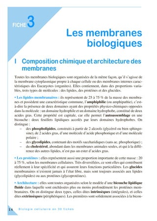 B i o l o g i e c e l l u l a i r e e n 3 0 f i c h e s
FICHE
14
3
Les membranes
biologiques
I Composition chimique et architecture des
membranes
Toutes les membranes biologiques sont organisées de la même façon, qu’il s’agisse de
la membrane cytoplasmique propre à chaque cellule ou des membranes internes carac-
téristiques des Eucaryotes (organites). Elles contiennent, dans des proportions varia-
bles, trois types de molécules : des lipides, des protéines et des glucides.
• Les lipides membranaires : ils représentent de 25 à 75 % de la masse des membra-
nes et possèdent une caractéristique commune, l’amphiphilie (ou amphipathie), c’est-
à-dire la présence de deux domaines ayant des propriétés physico-chimiques opposées
dans la molécule : un domaine hydrophile et un domaine hydrophobe, constitué de deux
acides gras. Cette propriété est capitale, car elle permet l’autoassemblage en une
bicouche : deux feuillets lipidiques accolés par leurs domaines hydrophobes. On
distingue :
– des phospholipides, construits à partir de 2 alcools (glycérol ou bien sphingo-
sine), de 2 acides gras, d’une molécule d’acide phosphorique et d’une molécule
polaire ;
– des glycolipides, contenant des motifs saccharidiques (sans ac. phosphorique) ;
– du cholestérol, abondant dans les membranes animales seules, et qui à la diffé-
rence des autres lipides, n’est pas un ester d’acides gras.
• Les protéines : elles représentent aussi une proportion importante de cette masse : 20
à 75 %, selon les membranes cellulaires. Très diversifiées, ce sont elles qui contribuent
réellement à leur spécificité et qui assurent leurs fonctions particulières. Les glucides
membranaires n’existent jamais à l’état libre, mais sont toujours associés aux lipides
(glycolipides) ou aux protéines (glycoprotéines).
• Architecture : elles sont toutes organisées selon le modèle d’une bicouche lipidique
fluide dans laquelle sont enchâssées plus ou moins profondément les protéines mem-
branaires. On en distingue deux types, celles dites intrinsèques (intégrales), et celles
dites extrinsèques (périphériques). Les premières sont solidement associées à la bicou-
 