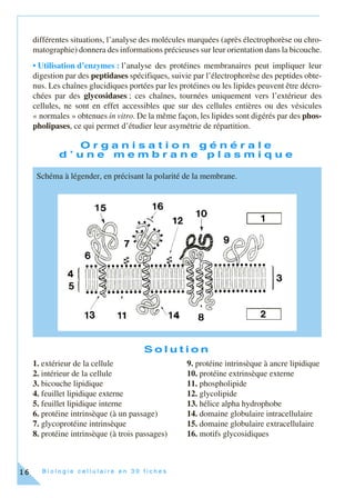 B i o l o g i e c e l l u l a i r e e n 3 0 f i c h e s16
différentes situations, l’analyse des molécules marquées (après électrophorèse ou chro-
matographie) donnera des informations précieuses sur leur orientation dans la bicouche.
• Utilisation d’enzymes : l’analyse des protéines membranaires peut impliquer leur
digestion par des peptidases spécifiques, suivie par l’électrophorèse des peptides obte-
nus. Les chaînes glucidiques portées par les protéines ou les lipides peuvent être décro-
chées par des glycosidases ; ces chaînes, tournées uniquement vers l’extérieur des
cellules, ne sont en effet accessibles que sur des cellules entières ou des vésicules
« normales » obtenues in vitro. De la même façon, les lipides sont digérés par des phos-
pholipases, ce qui permet d’étudier leur asymétrie de répartition.
O r g a n i s a t i o n g é n é r a l e
d ’ u n e m e m b r a n e p l a s m i q u e
S o l u t i o n
1. extérieur de la cellule 9. protéine intrinsèque à ancre lipidique
2. intérieur de la cellule 10. protéine extrinsèque externe
3. bicouche lipidique 11. phospholipide
4. feuillet lipidique externe 12. glycolipide
5. feuillet lipidique interne 13. hélice alpha hydrophobe
6. protéine intrinsèque (à un passage) 14. domaine globulaire intracellulaire
7. glycoprotéine intrinsèque 15. domaine globulaire extracellulaire
8. protéine intrinsèque (à trois passages) 16. motifs glycosidiques
Schéma à légender, en précisant la polarité de la membrane.
 