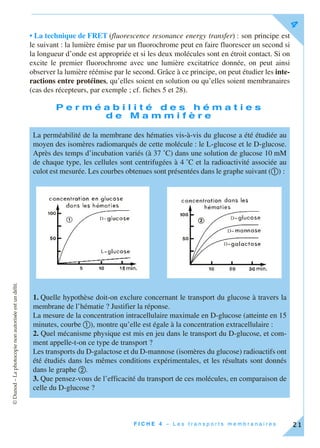 ©Dunod–Laphotocopienonautoriséeestundélit.
F I C H E 4 – L e s t r a n s p o r t s m e m b r a n a i r e s
4
21
• La technique de FRET (fluorescence resonance energy transfer) : son principe est
le suivant : la lumière émise par un fluorochrome peut en faire fluorescer un second si
la longueur d’onde est appropriée et si les deux molécules sont en étroit contact. Si on
excite le premier fluorochrome avec une lumière excitatrice donnée, on peut ainsi
observer la lumière réémise par le second. Grâce à ce principe, on peut étudier les inte-
ractions entre protéines, qu’elles soient en solution ou qu’elles soient membranaires
(cas des récepteurs, par exemple ; cf. fiches 5 et 28).
P e r m é a b i l i t é d e s h é m a t i e s
d e M a m m i f è r e
La perméabilité de la membrane des hématies vis-à-vis du glucose a été étudiée au
moyen des isomères radiomarqués de cette molécule : le L-glucose et le D-glucose.
Après des temps d’incubation variés (à 37 ˚C) dans une solution de glucose 10 mM
de chaque type, les cellules sont centrifugées à 4 ˚C et la radioactivité associée au
culot est mesurée. Les courbes obtenues sont présentées dans le graphe suivant (ቢ) :
1. Quelle hypothèse doit-on exclure concernant le transport du glucose à travers la
membrane de l’hématie ? Justifier la réponse.
La mesure de la concentration intracellulaire maximale en D-glucose (atteinte en 15
minutes, courbe ቢ), montre qu’elle est égale à la concentration extracellulaire :
2. Quel mécanisme physique est mis en jeu dans le transport du D-glucose, et com-
ment appelle-t-on ce type de transport ?
Les transports du D-galactose et du D-mannose (isomères du glucose) radioactifs ont
été étudiés dans les mêmes conditions expérimentales, et les résultats sont donnés
dans le graphe ባ.
3. Que pensez-vous de l’efficacité du transport de ces molécules, en comparaison de
celle du D-glucose ?
 